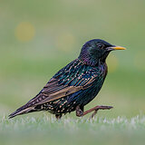 Garden birds